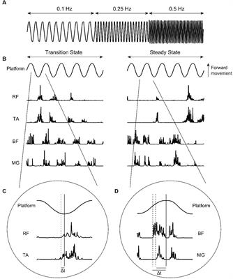 Children with developmental coordination disorder are less able to fine-tune muscle activity in anticipation of postural perturbations than typically developing counterparts